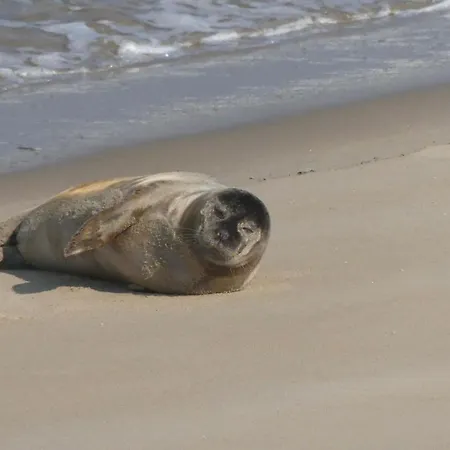 Ellouda アパート