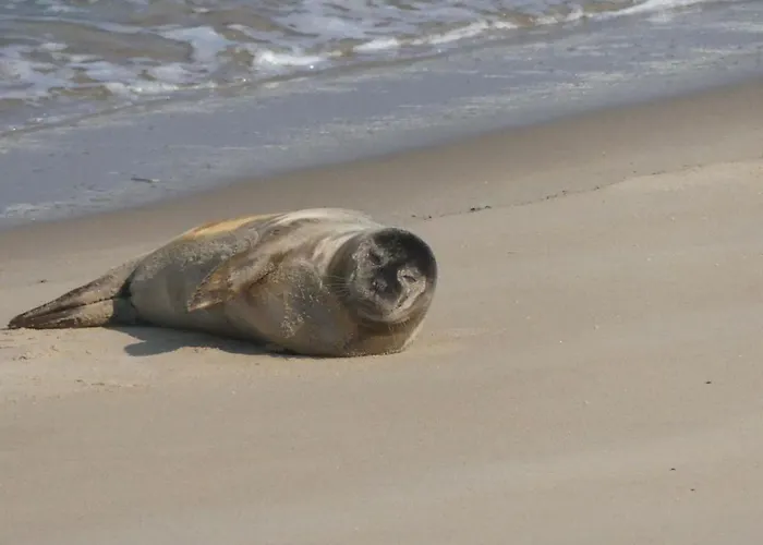 Ellouda アパート